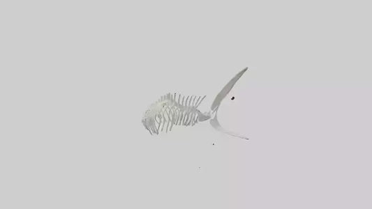 Shark Fin Skeleton model 3D model