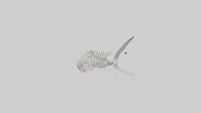 Shark Fin Skeleton model 3D model