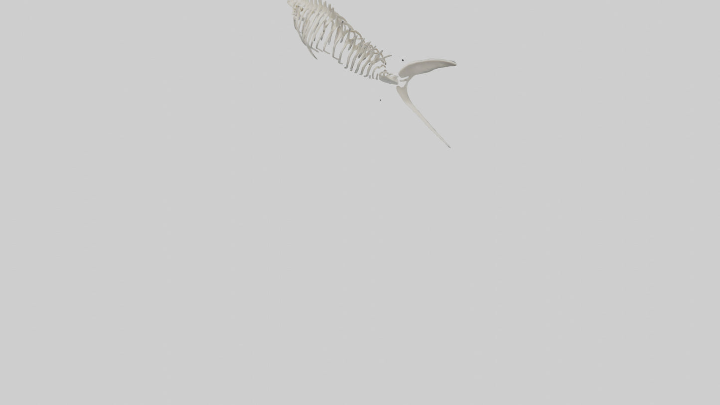 Shark Fin Skeleton model 3D model