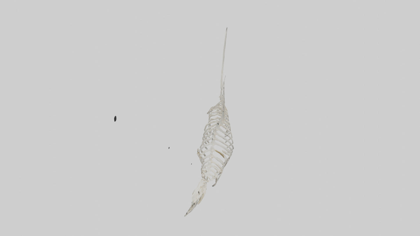 Shark Fin Skeleton model 3D model