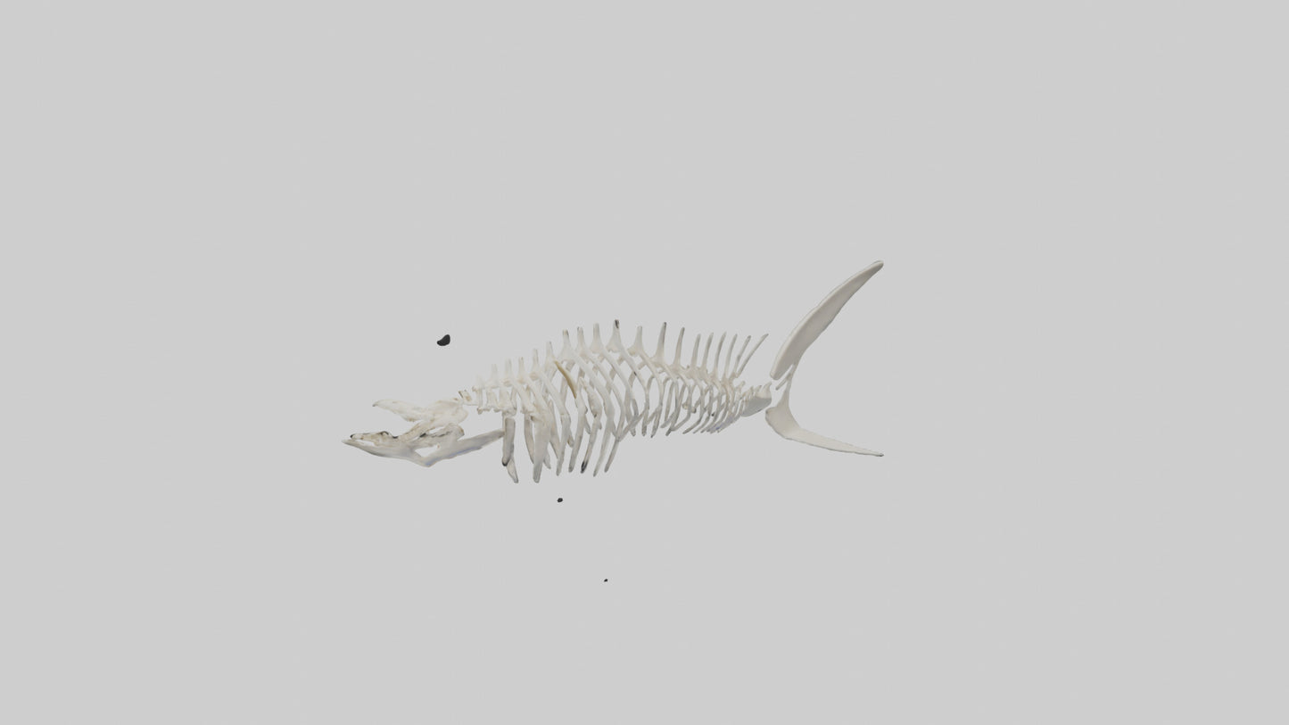 Shark Fin Skeleton model 3D model