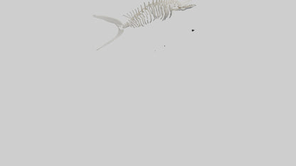 Shark Fin Skeleton model 3D model