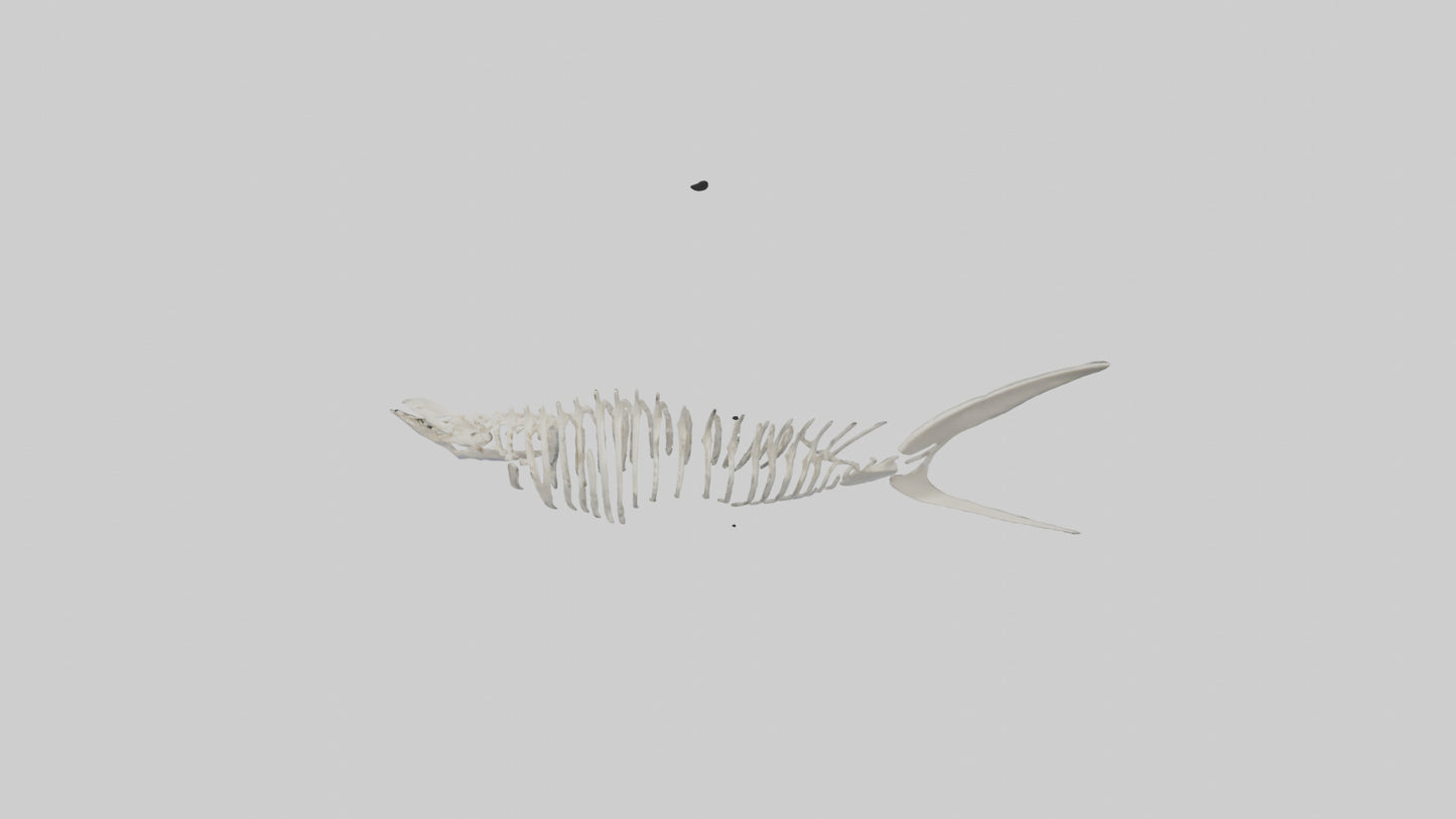 Shark Fin Skeleton model 3D model