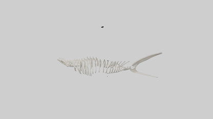 Shark Fin Skeleton model 3D model