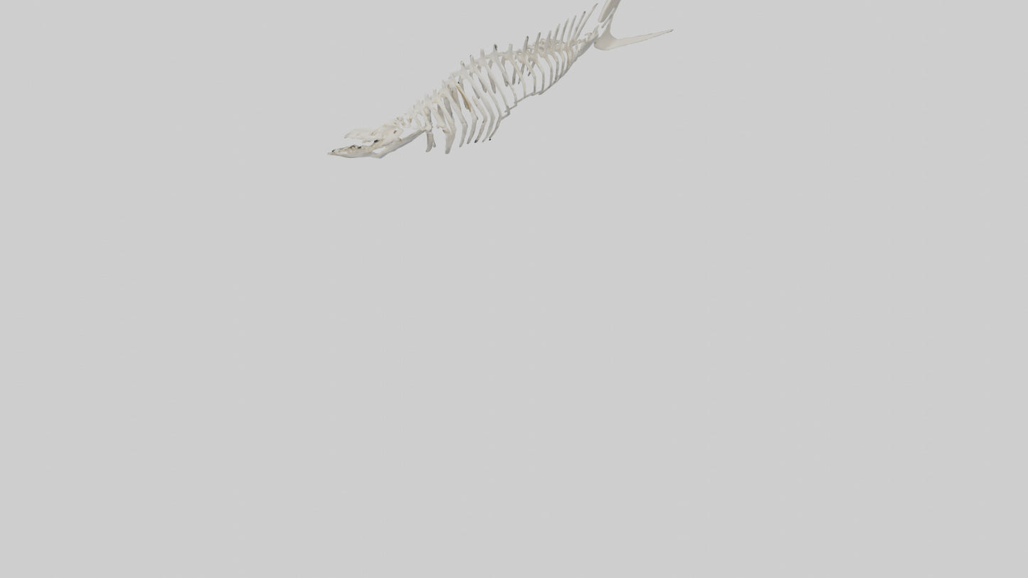 Shark Fin Skeleton model 3D model