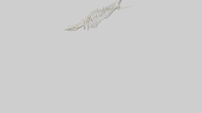 Shark Fin Skeleton model 3D model