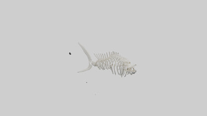 Shark Fin Skeleton model 3D model