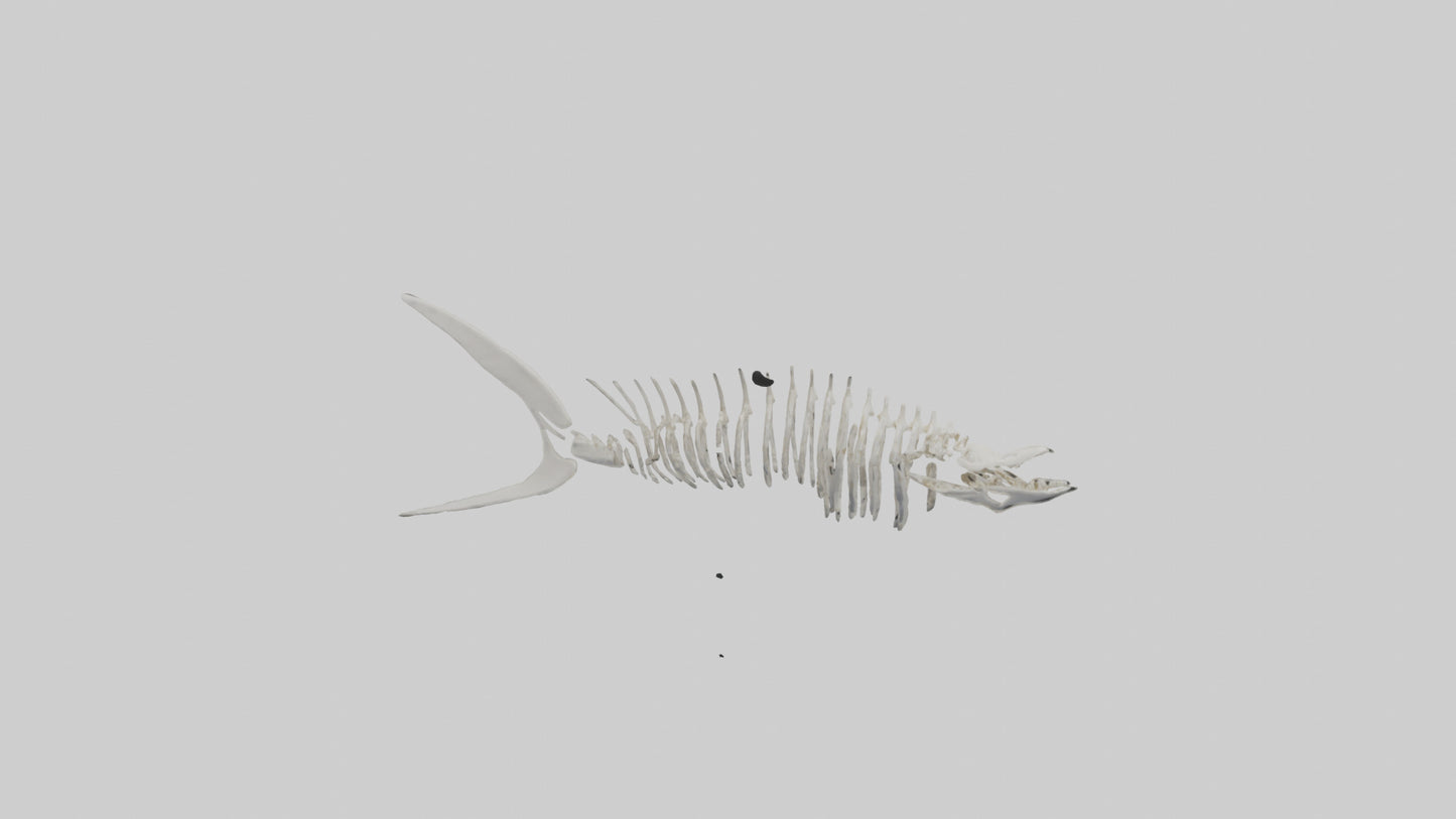 Shark Fin Skeleton model 3D model