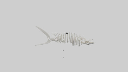 Shark Fin Skeleton model 3D model