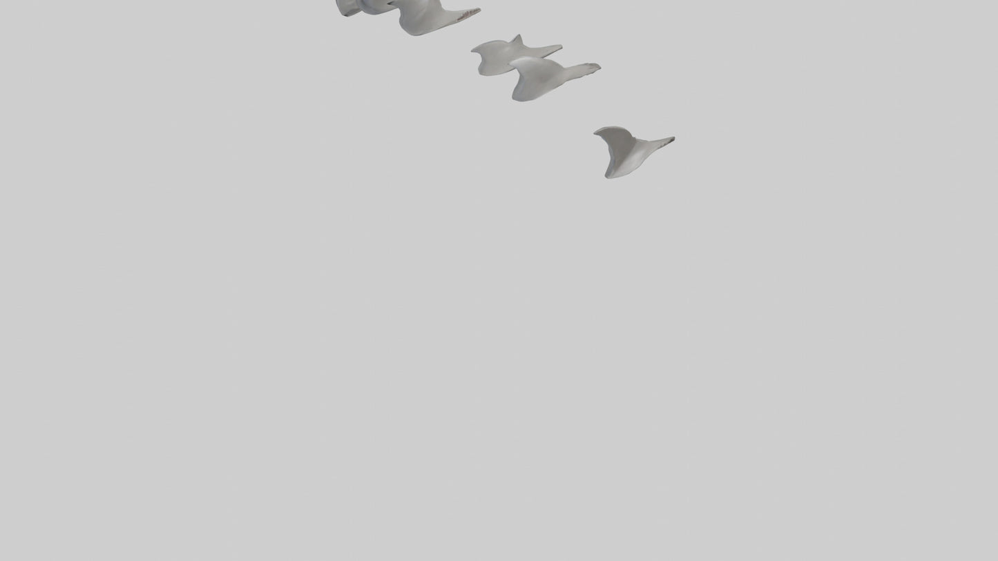 Shark Fins Model 3D model