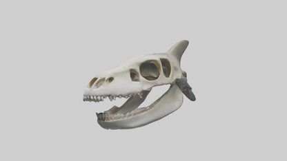Shark Skull 3D model