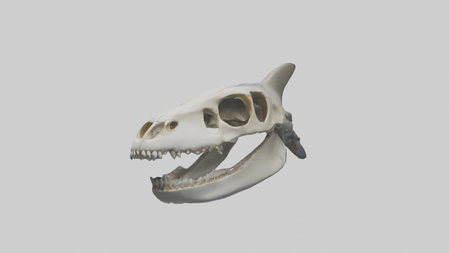 Shark Skull 3D model