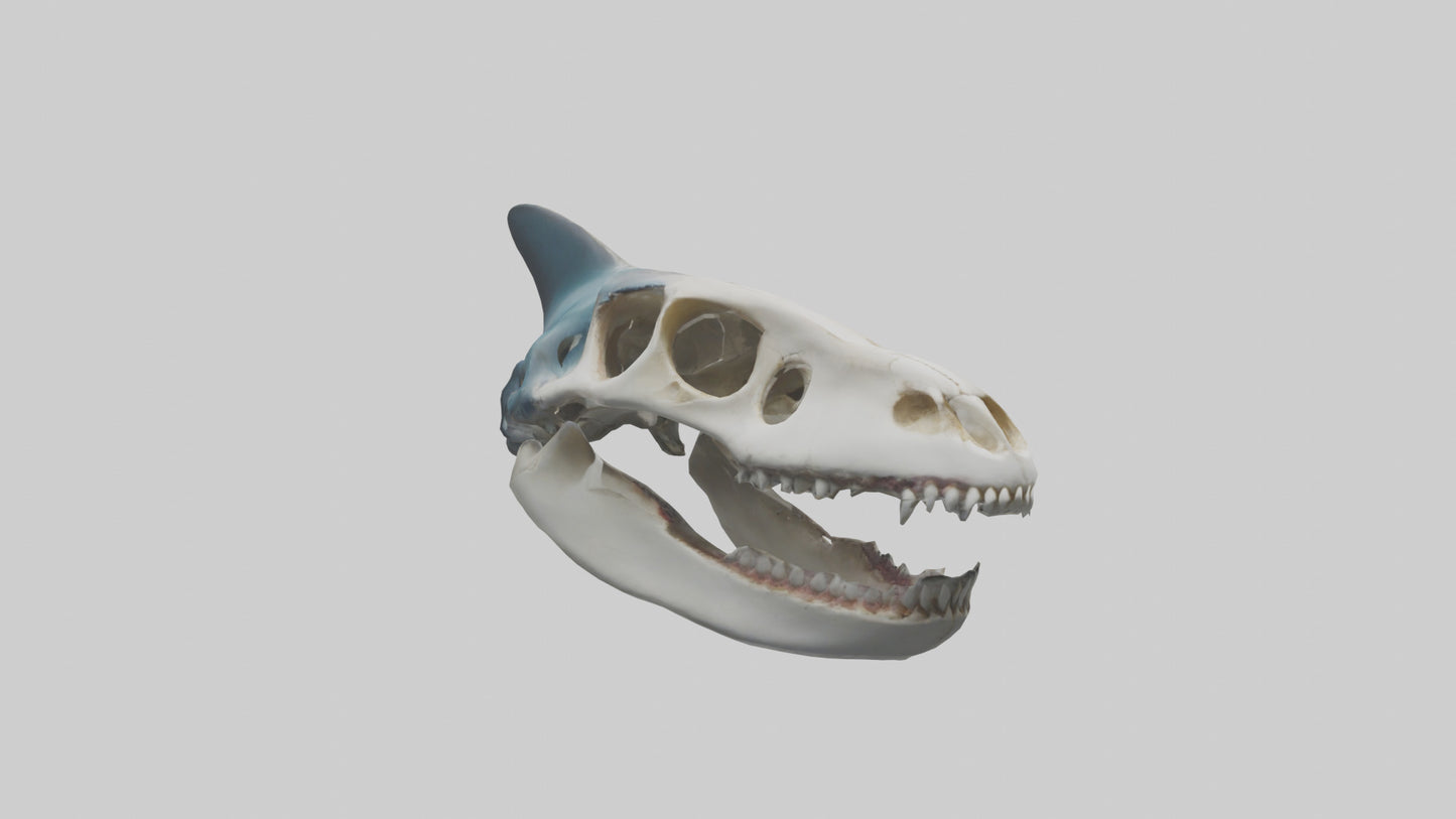 Shark Skull 3D model