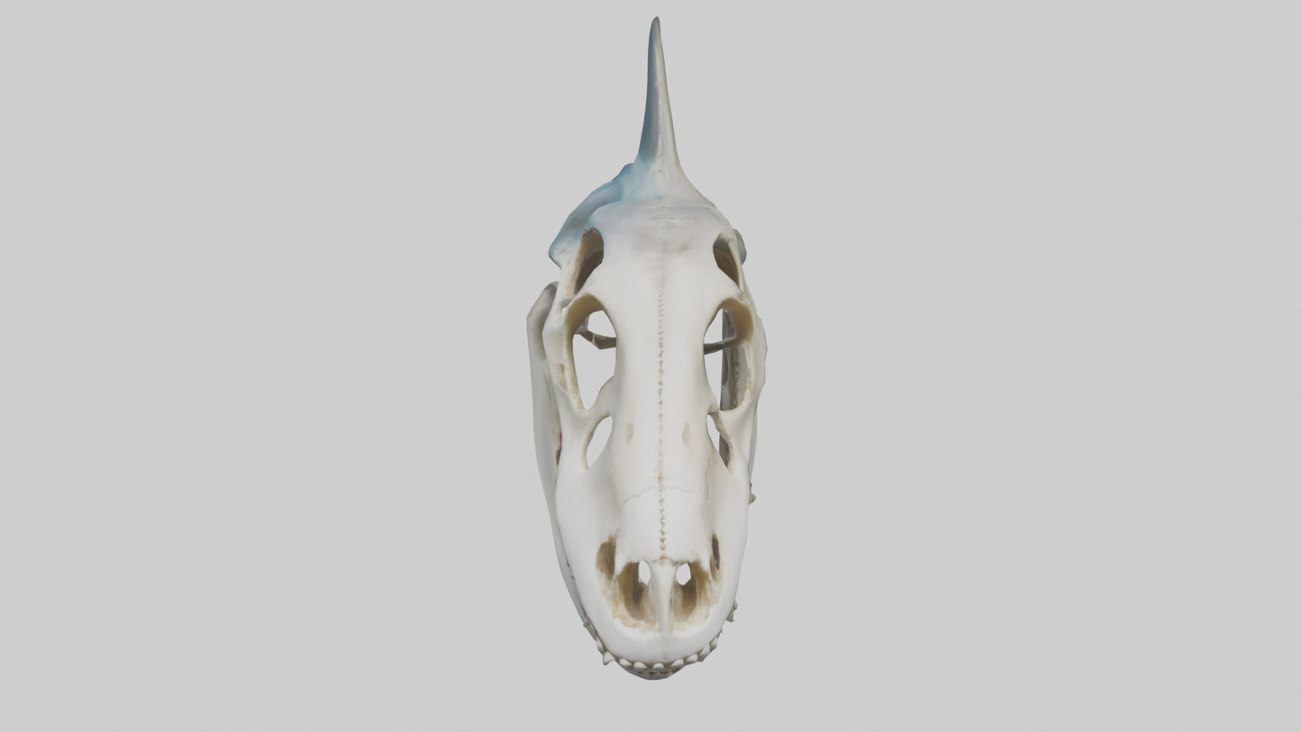Shark Skull 3D model