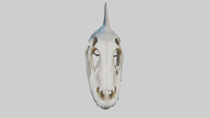 Shark Skull 3D model