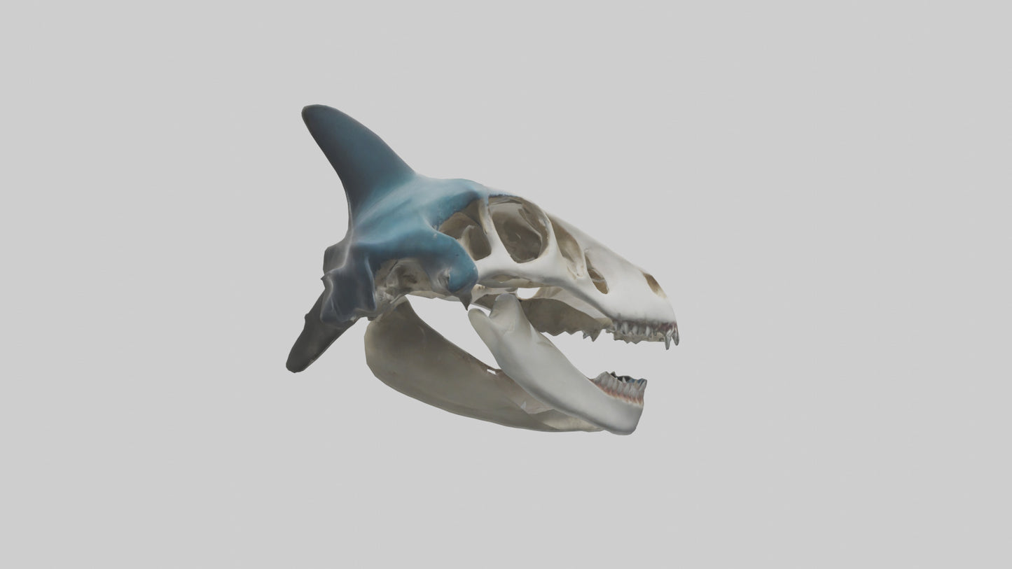 Shark Skull 3D model