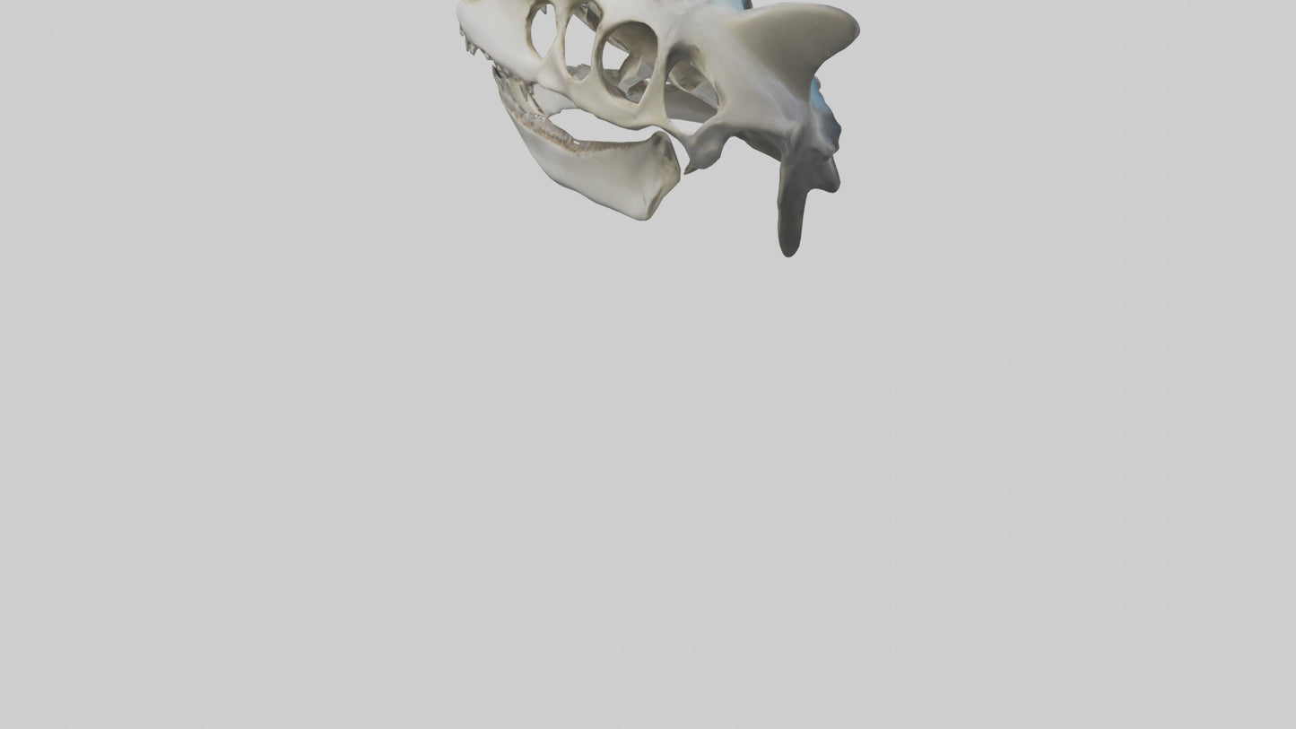 Shark Skull 3D model