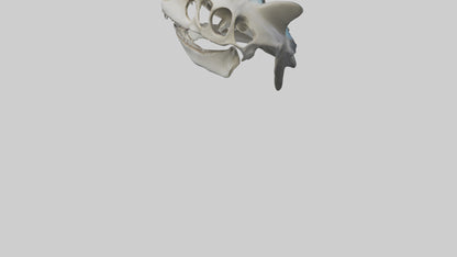 Shark Skull 3D model
