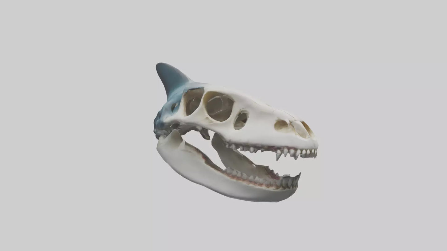Shark Skull 3D model