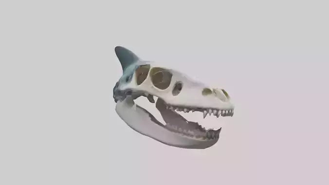 Shark Skull 3D model