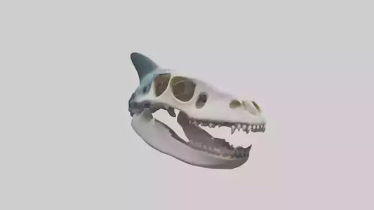 Shark Skull 3D model