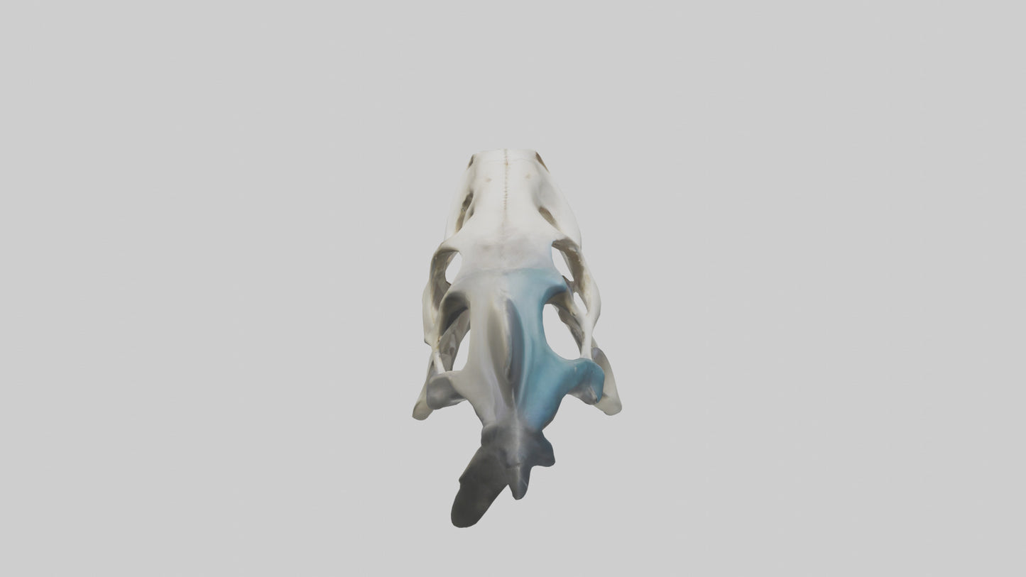 Shark Skull 3D model