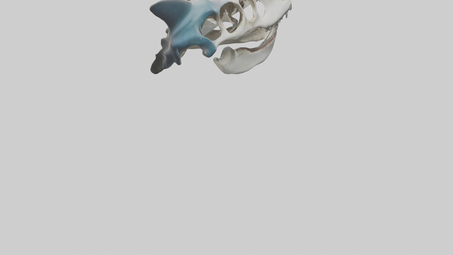 Shark Skull 3D model