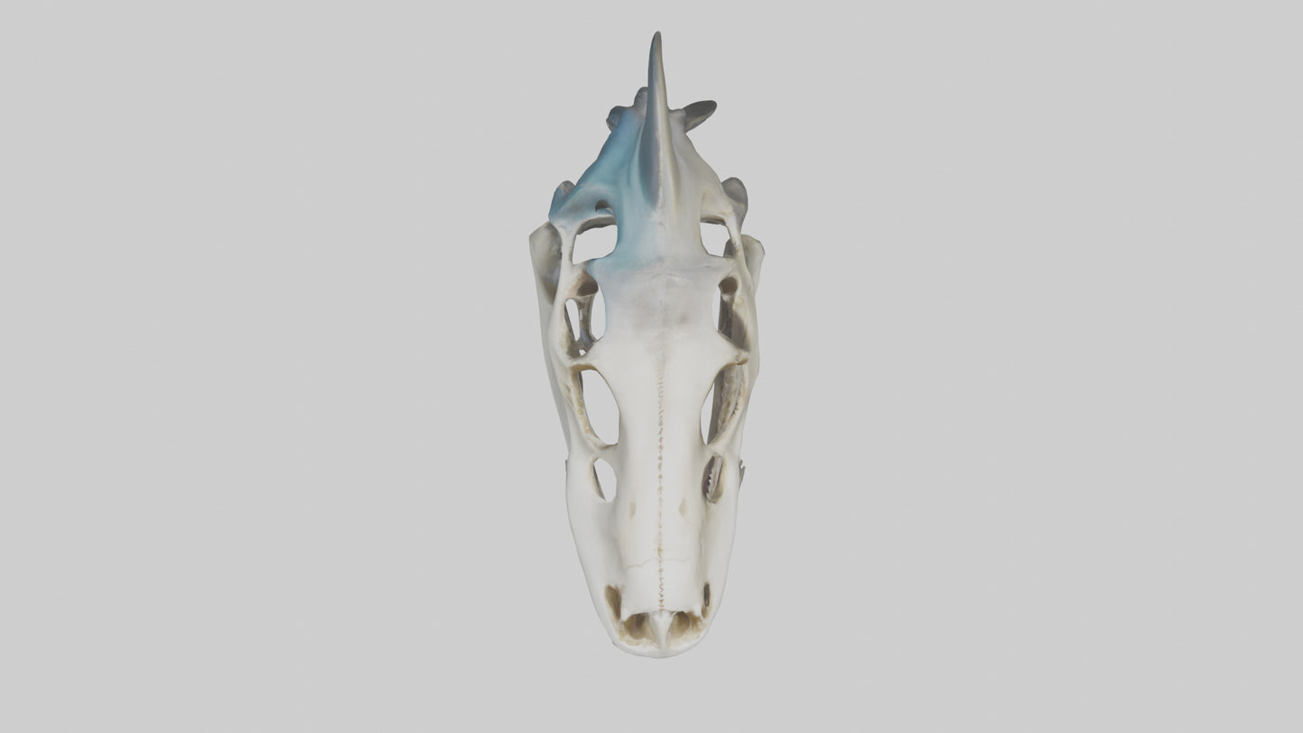 Shark Skull 3D model