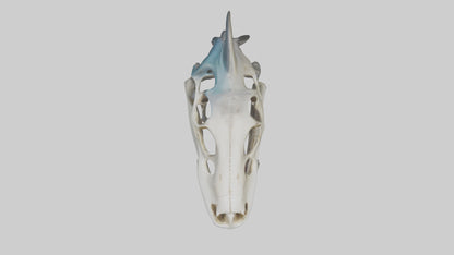 Shark Skull 3D model