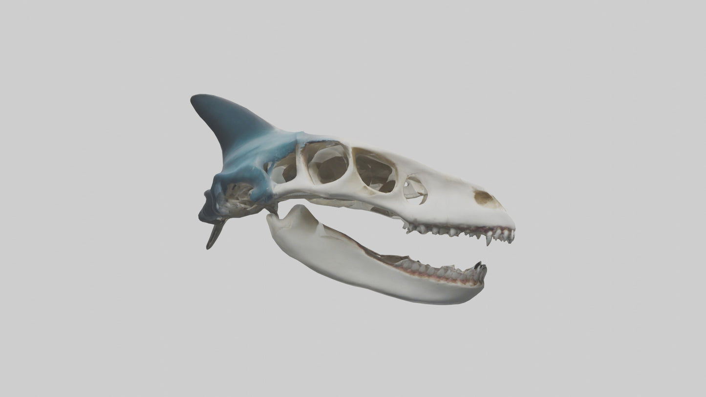 Shark Skull 3D model