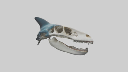Shark Skull 3D model
