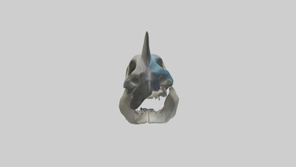 Shark Skull 3D model
