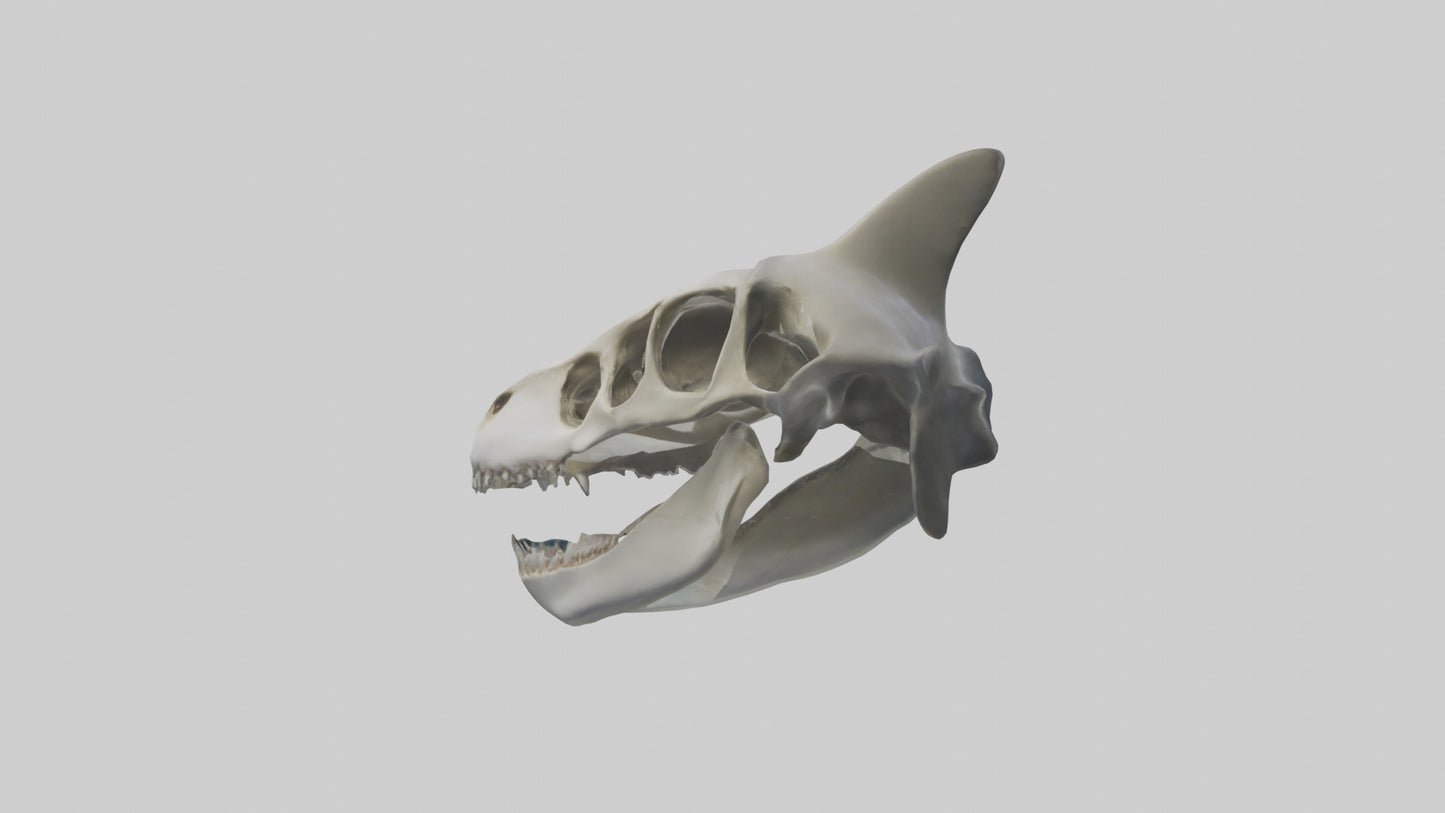 Shark Skull 3D model