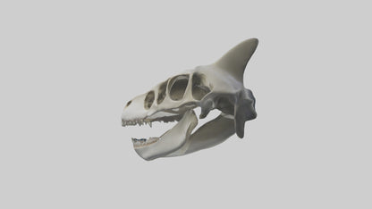 Shark Skull 3D model
