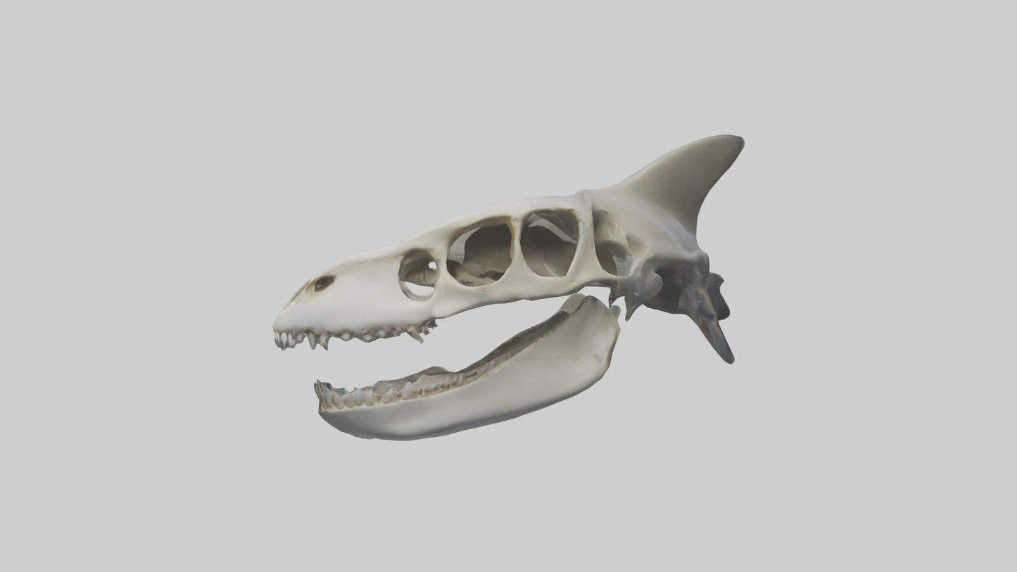 Shark Skull 3D model