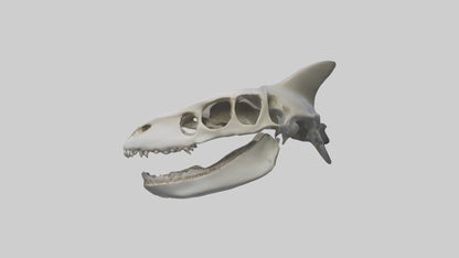 Shark Skull 3D model