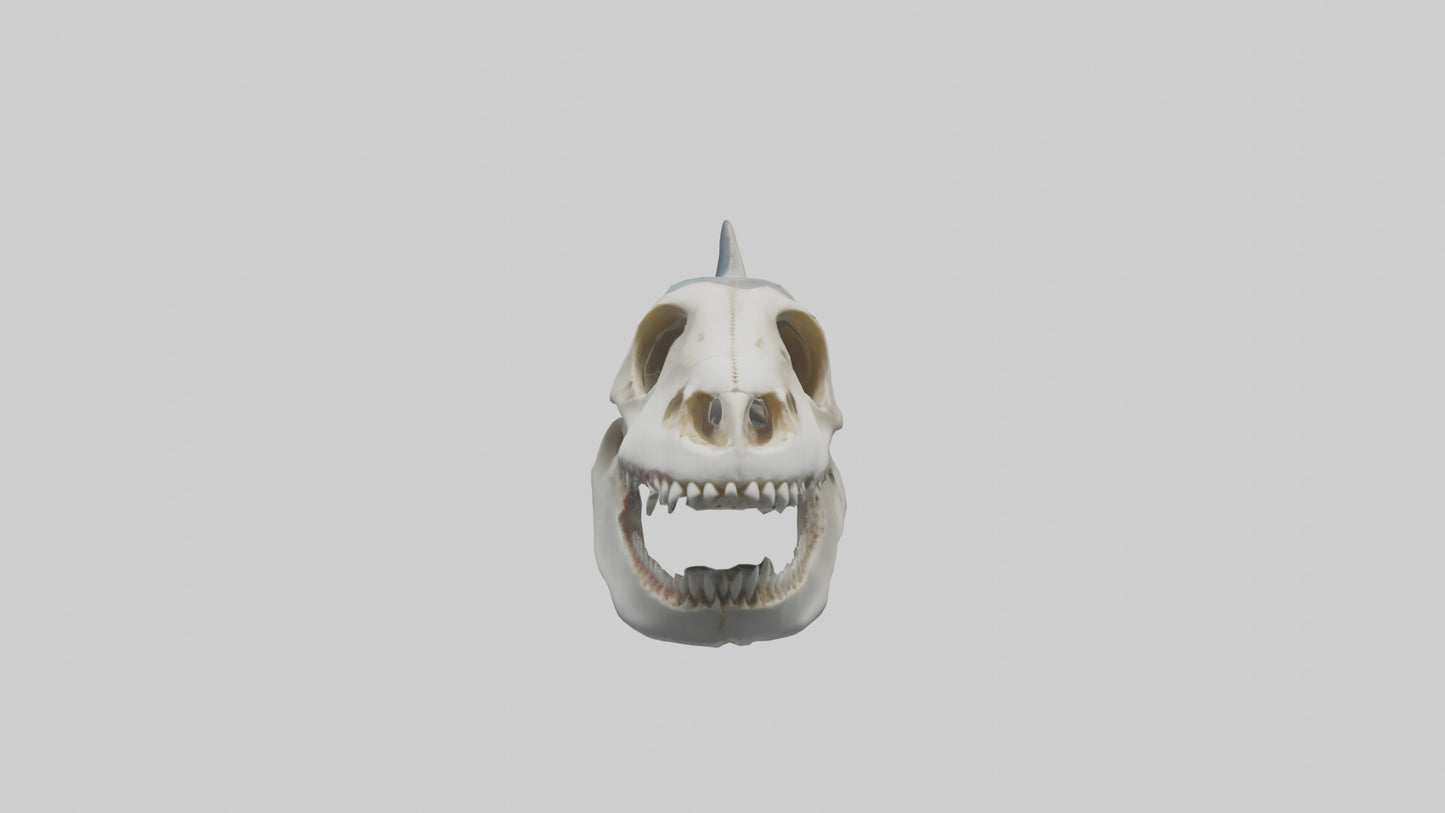 Shark Skull 3D model