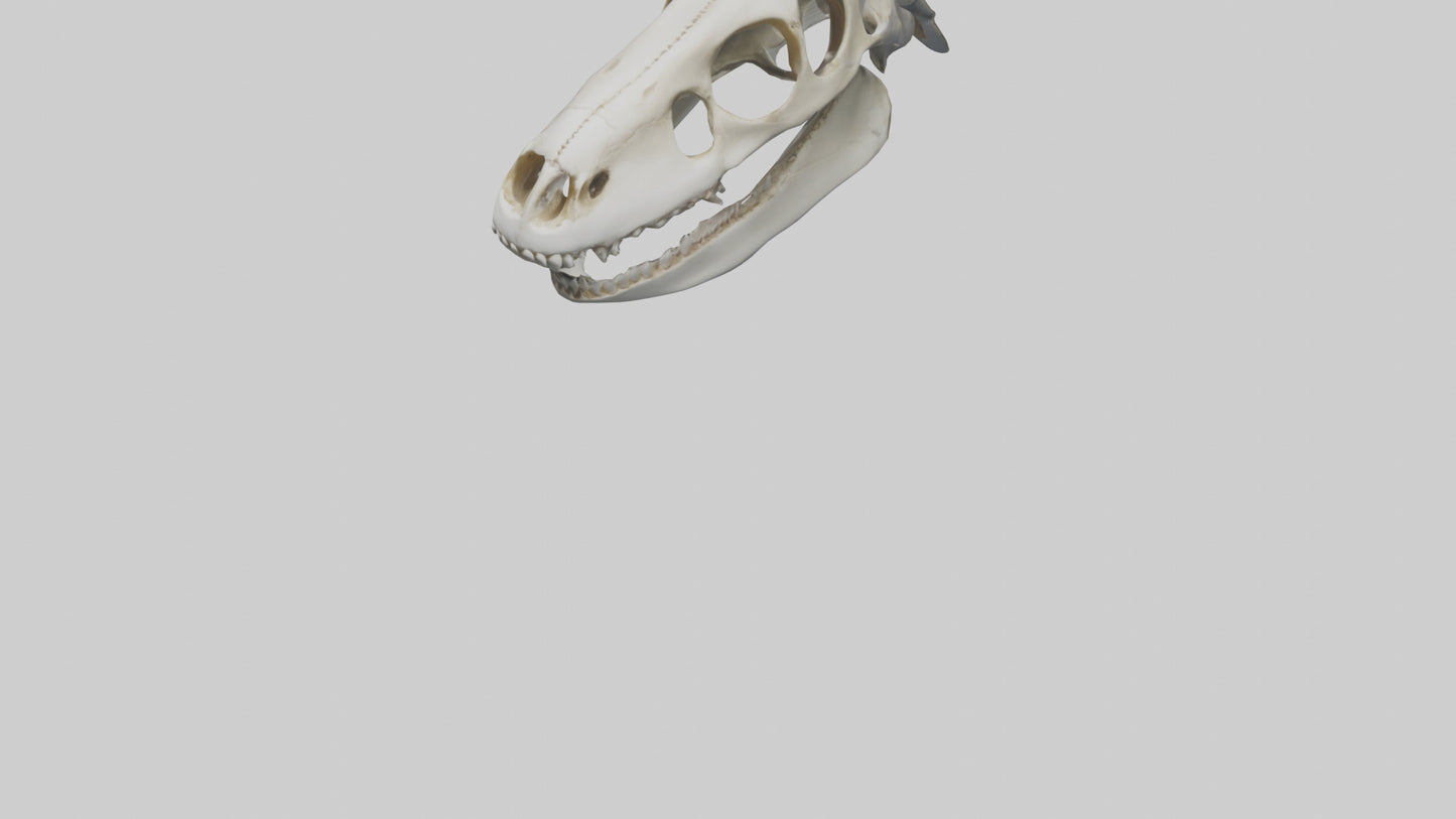 Shark Skull 3D model