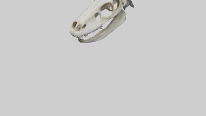 Shark Skull 3D model