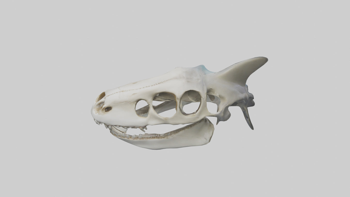 Shark Skull 3D model