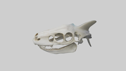 Shark Skull 3D model