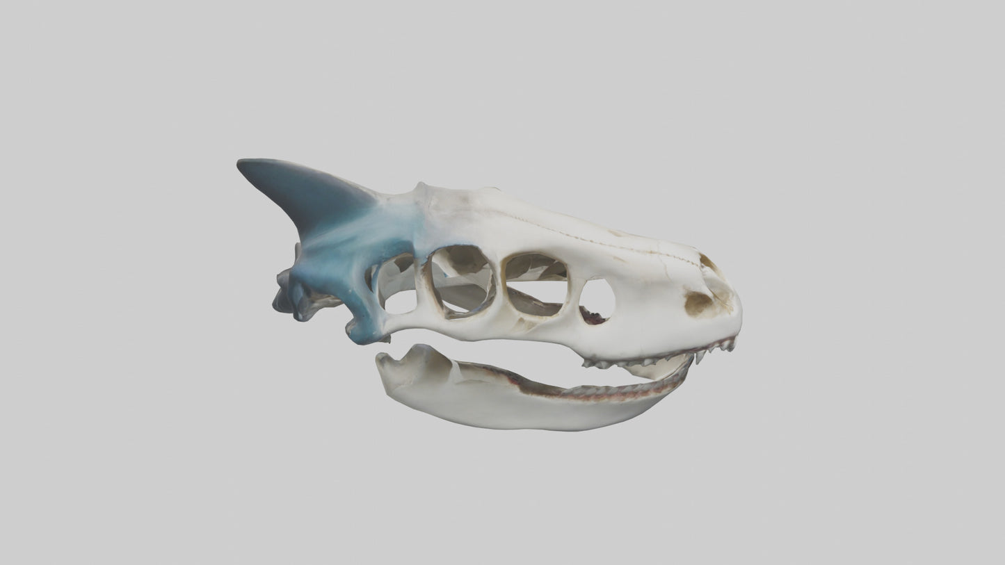 Shark Skull 3D model