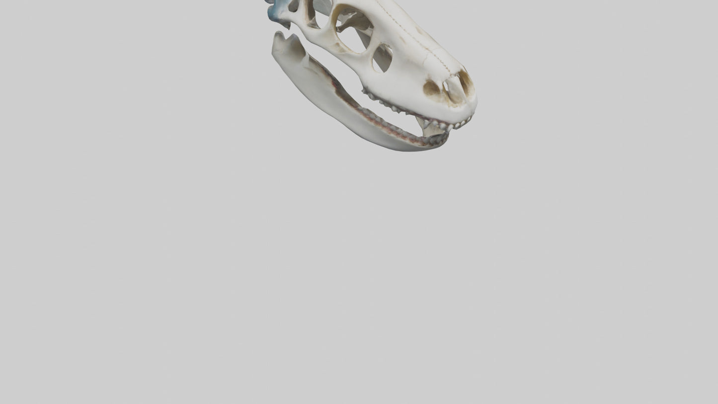 Shark Skull 3D model