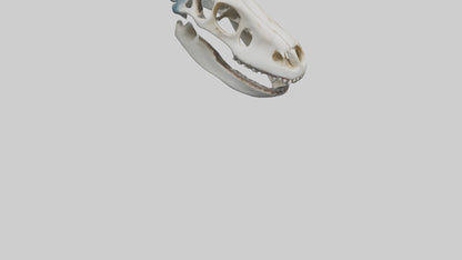 Shark Skull 3D model