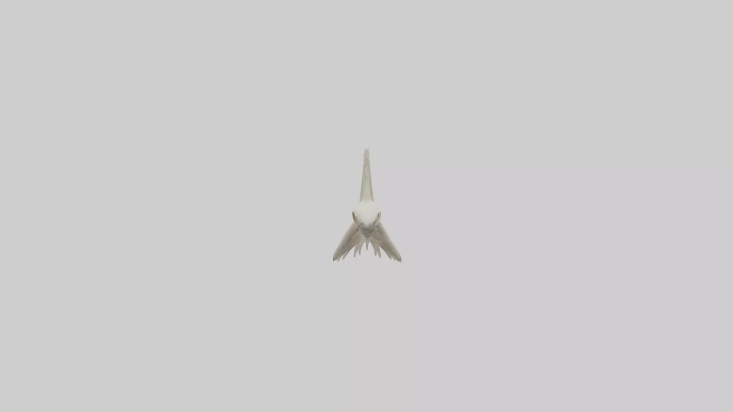 Shark Tooth Skeleton model 3D model