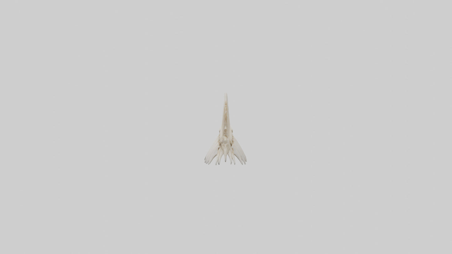 Shark Tooth Skeleton model 3D model
