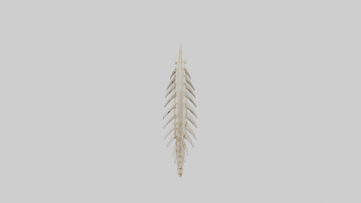 Shark Tooth Skeleton model 3D model