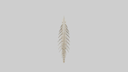 Shark Tooth Skeleton model 3D model