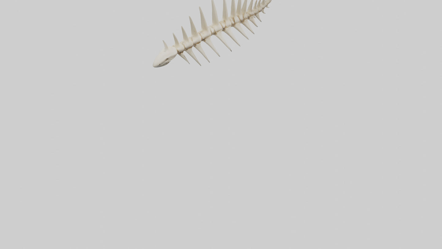 Shark Tooth Skeleton model 3D model