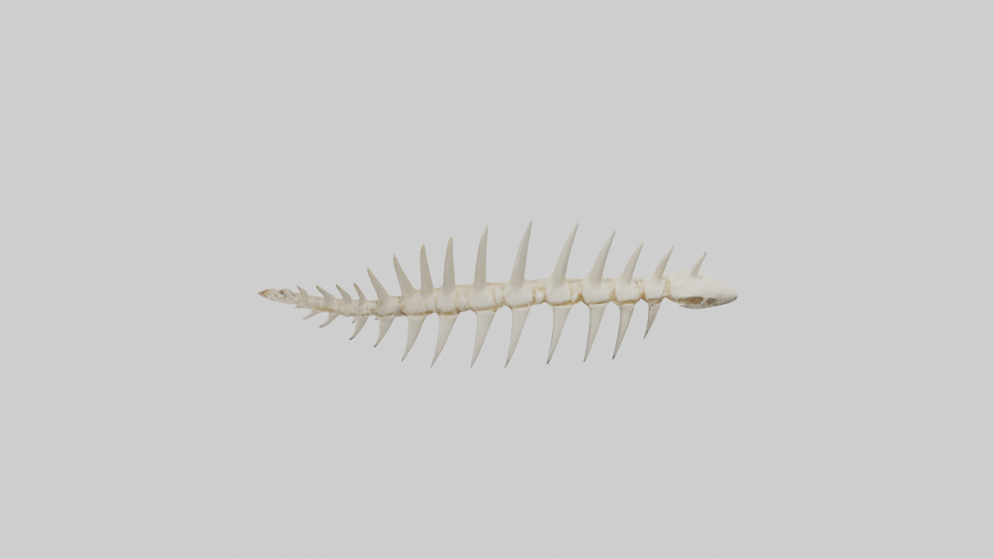 Shark Tooth Skeleton model 3D model